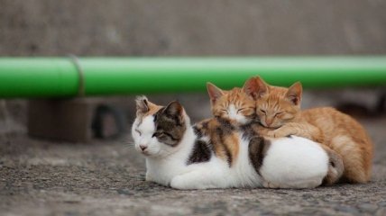 Тасиро: японский остров, на котором живут только кошки