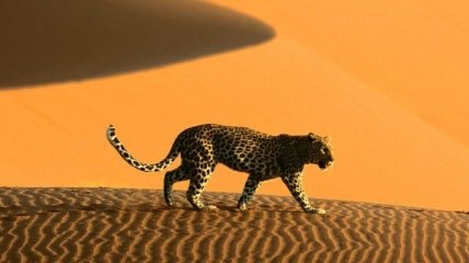 Пустыня Намиб - старейшая в мире пустыня (Фоторепортаж)