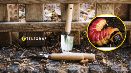 Древоточец пахучий