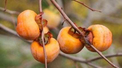 Хурму можна посадити просто у вас на подвір’ї