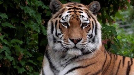 У зоопарку Цюриха тигриця вбила жінку-наглядача