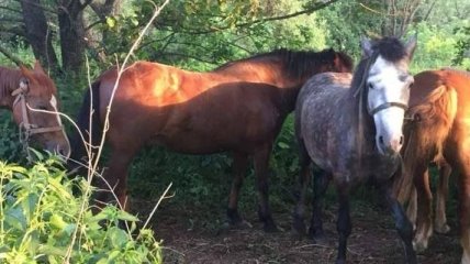 Украинец пытался перегнать в Россию 7 лошадей