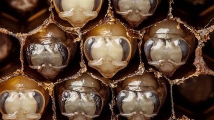 Поразительные кадры первых дней жизни пчелы (Видео)