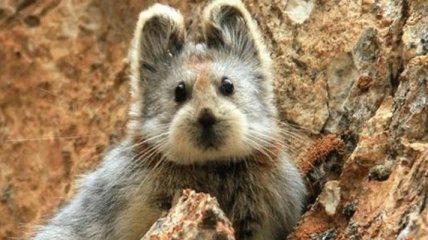 В горах Тянь-Шаня удалось запечатлеть кролика уникальной породы