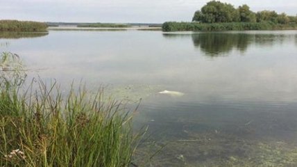 В озере на Херсонщине нашли расчлененное тело