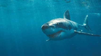 Неожиданная выходка акулы: исследователи были удивлены (Фото)