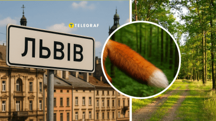 Хищное животное во Львове выглядело ужасно