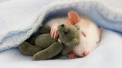 ФОТОпозитив: животные спят в обнимку с мягкими игрушками