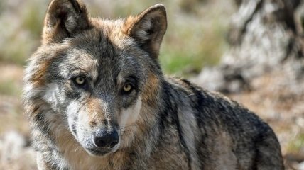 Ученые в Якутии нашли голову волка возрастом более 40 тысяч лет