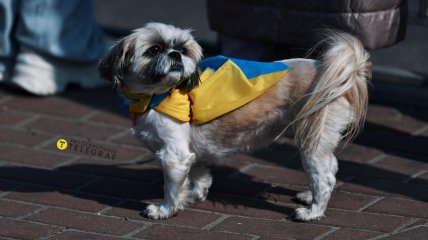 Собака с украинским флагом