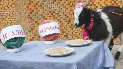 Талдыкорганская коза разбирается в футболе лучше осьминога