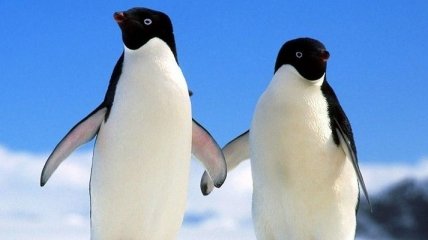 Ученые выяснили причину сокращения численности пингвинов