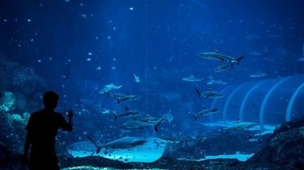 Самый большой аквариум в мире открылся в Сингапуре (Видео)
