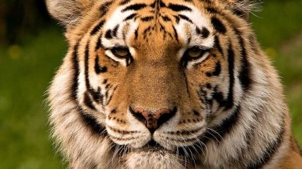 Путинские тигры бегут из России в Китай