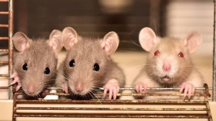 Почему люди боятся крыс и как с этим справиться