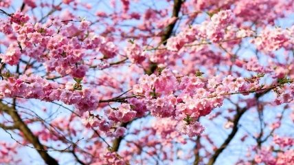 Японці ігнорують карантин і любуються цвітінням сакури