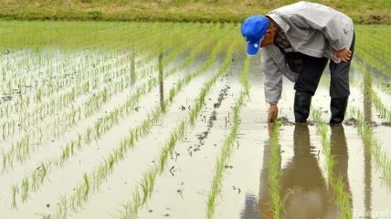 В Японии рис проверяют на радиоактивность