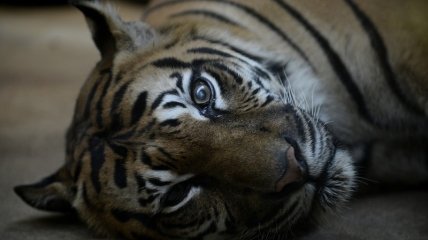 Бельгийский режиссер снимет фильм о тигре-убийце