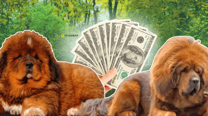 Тибетський мастиф