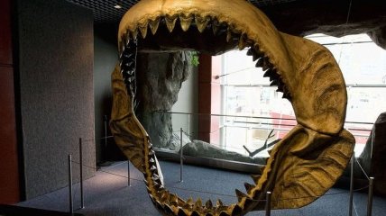 В Мексике обнаружили останки гигантской 18-метровой акулы