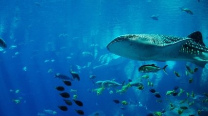 Ученые определили возраст китовой акулы: помогла атомная бомба