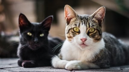 Коти та кішки здавна живуть в обійстях українців