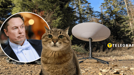 Илон Маск и кот