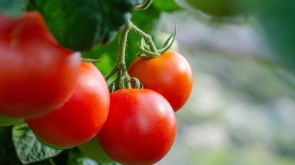 Догляд за помідорами у серпні