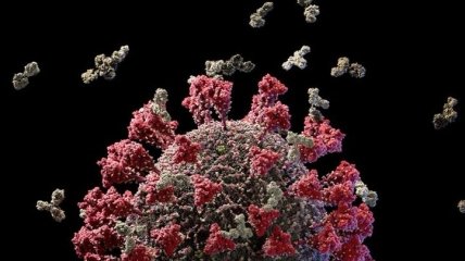 Появилась самая детализированная 3D-модель вируса SARS-CoV-2 (Видео)