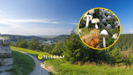 В Тернопольской области обнаружили два новых вида грибов