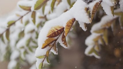 Поки що сніг очікується лише у Карпатах