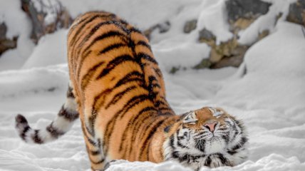 Тигр у дикій природі