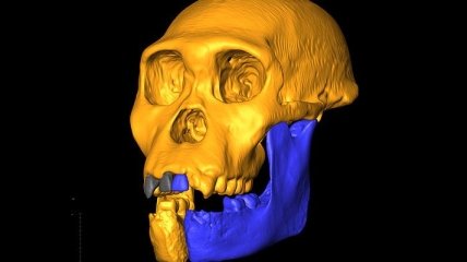 Исследованные зубы австралопитеков подтвердили родство с человеком