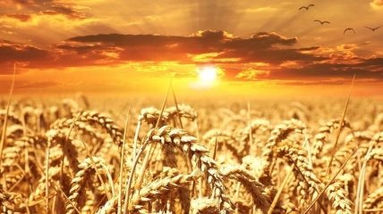 В Украину возвращается жара: прогноз погоды на середину августа
