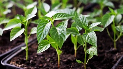 Перец - любимый овощ среди огородников