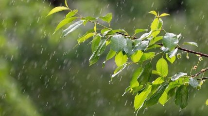 Киев зальет дождями, а на Закарпатье придет аномальная жара: прогноз погоды на неделю