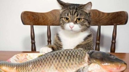 Красиве: кращі приколи і меми з котами, що купують рибів