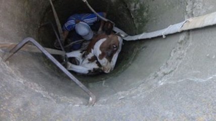 Спасатели вытащили корову, упавшую в 5-метровый колодец