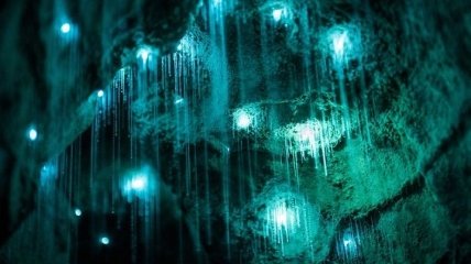 Вайтомо - невероятно красивые пещеры светлячков (Фото)