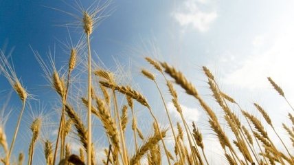  Мораторий на экспорт пшеницы больно ударит по фермерам  