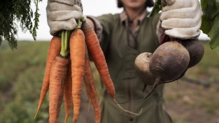 Вибір правильних сусідів для моркви захистити її від шкідників