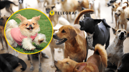 Много собак