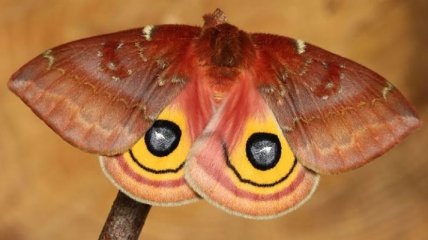 Удивительные превращения гусениц в бабочек (Фото)