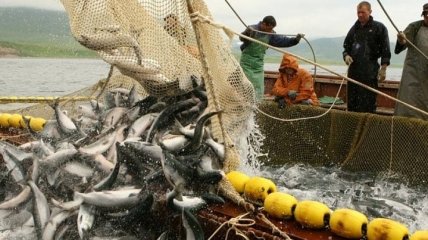 Вчені прогнозують зникнення більшості видів риб до 2048 року