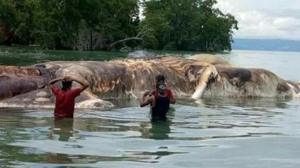 Ученые разгадали тайну 35-тонного морского существа в Индонезии (Видео) 