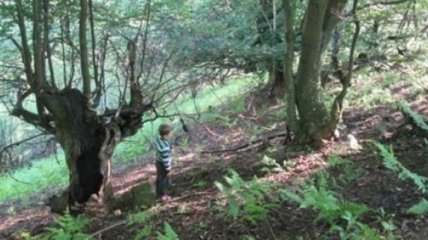 На Закарпатье браконьер ранил ребенка, собиравшего грибы в лесу