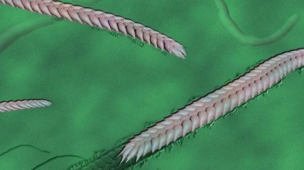 Ученые описали "червей" докембрийской эпохи (Видео)