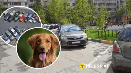 У Херсоні пес спить на припаркованих авто
