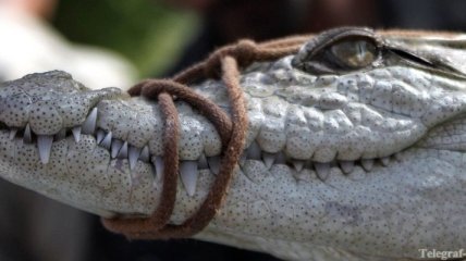 В ЮАР ловят 10 тысяч сбежавших крокодилов