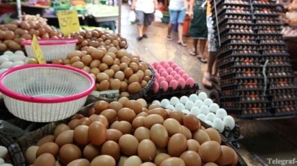 Яйца - питание для здоровья?